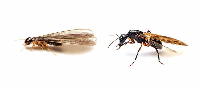 Ants and termites used as prey