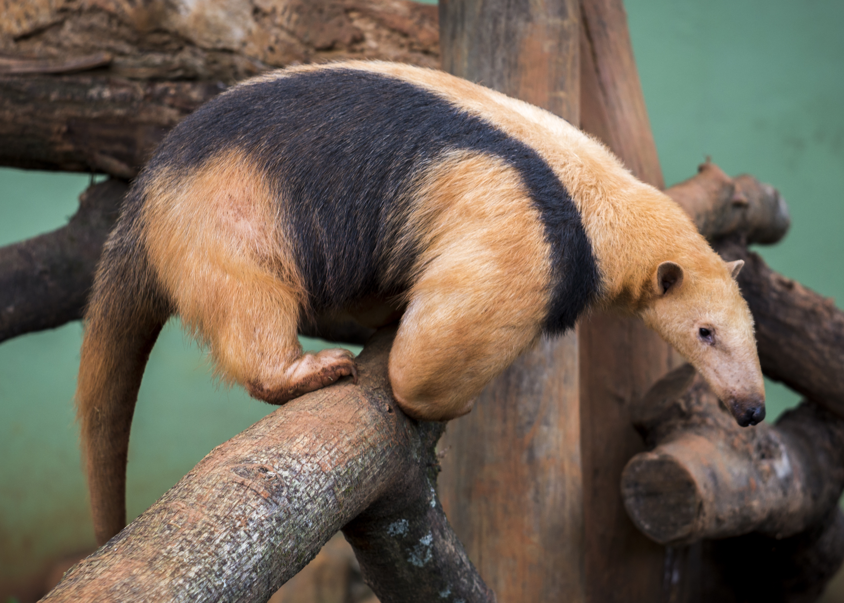 Lesser anteater portrait
